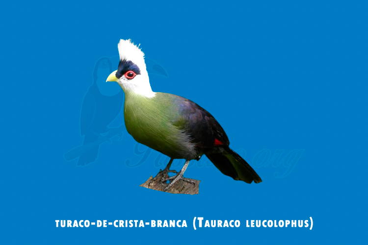 turaco-de-crista-branca (tauraco leucolophus)