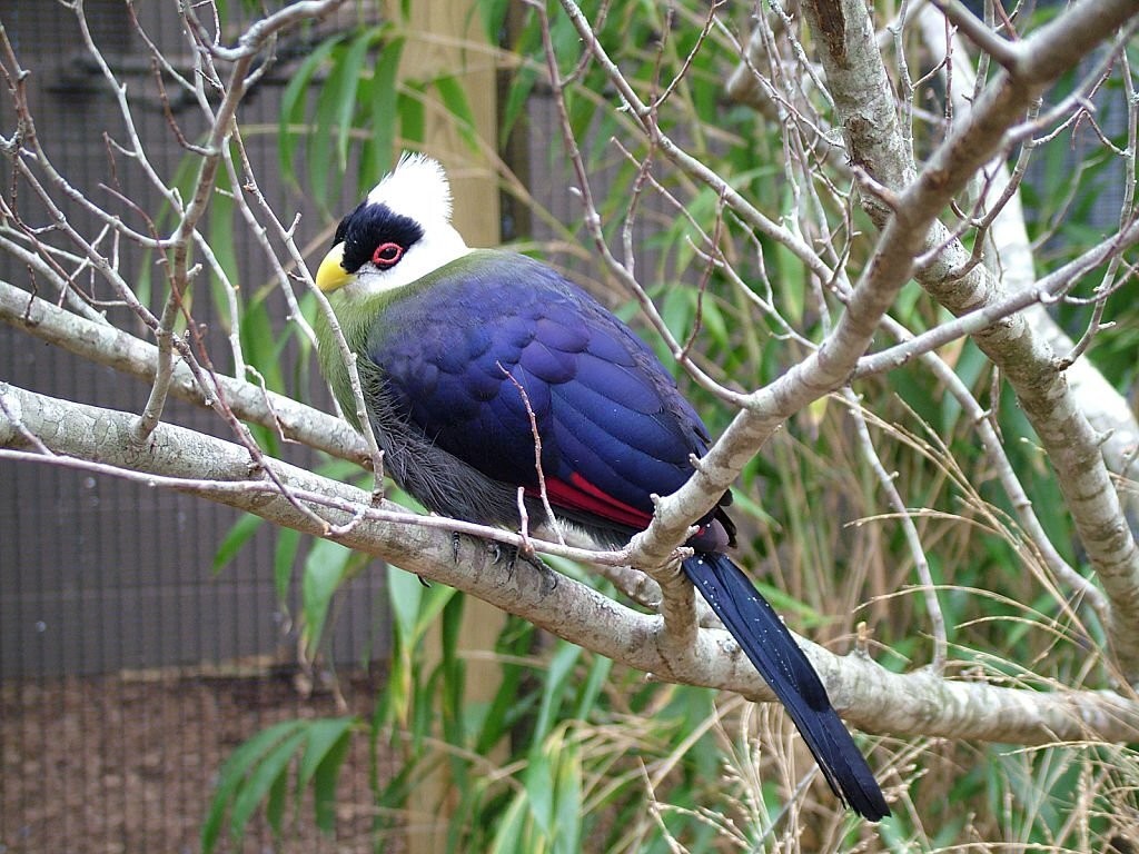 turaco-de-crista-branca