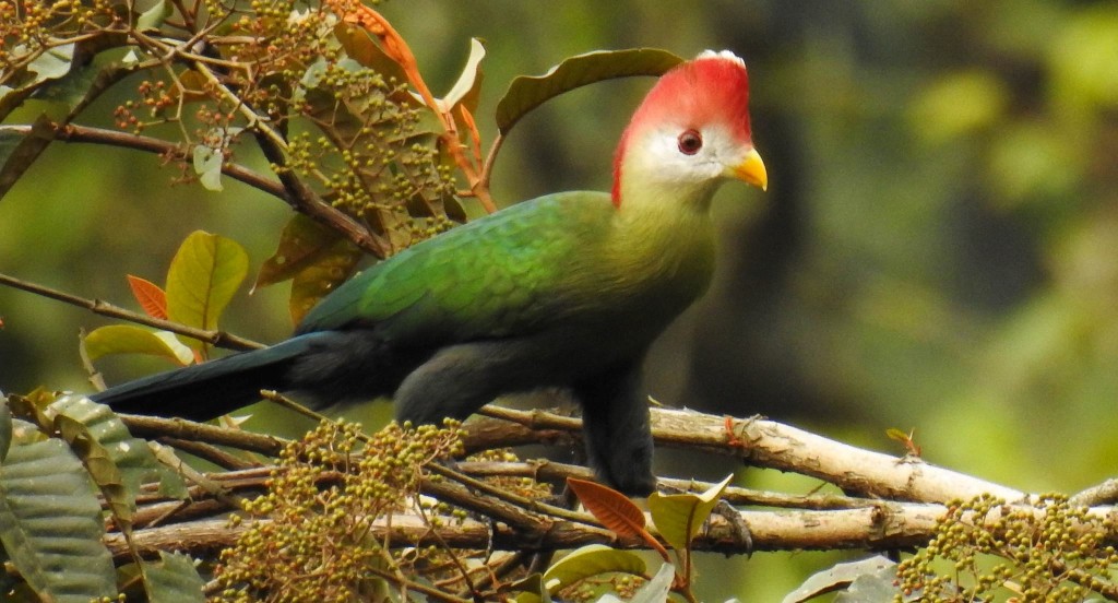 turaco-de-crista-vermelha