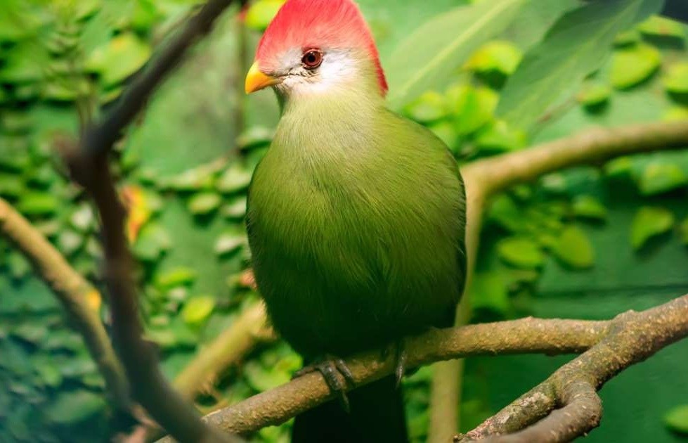 turaco-de-crista-vermelha 