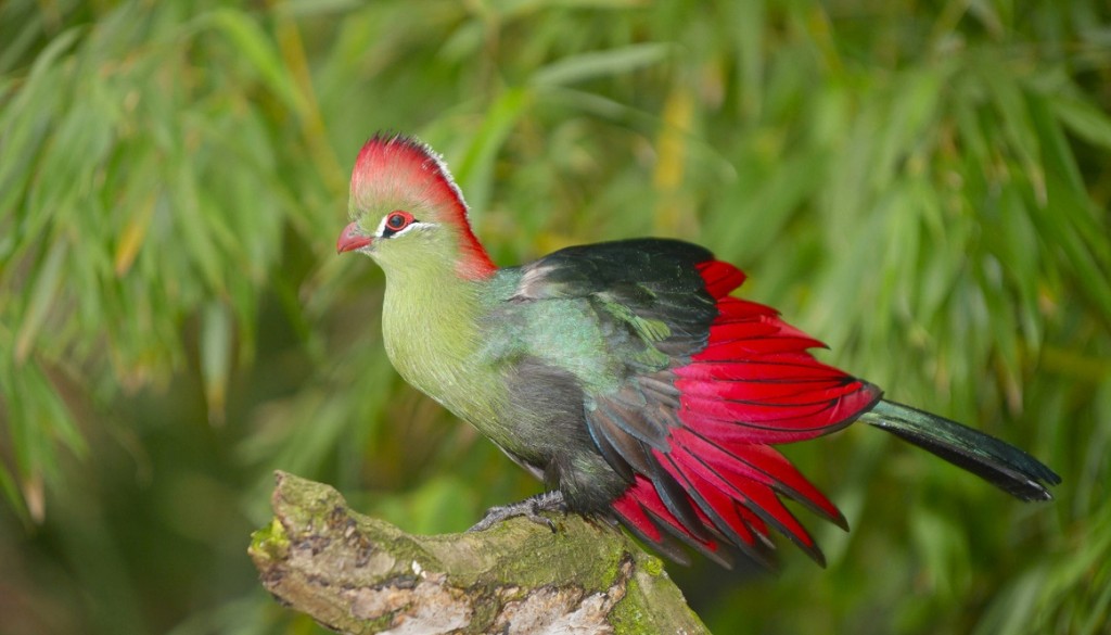 turaco-de-crista-vermelha