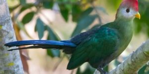 turaco-de-crista-vermelha