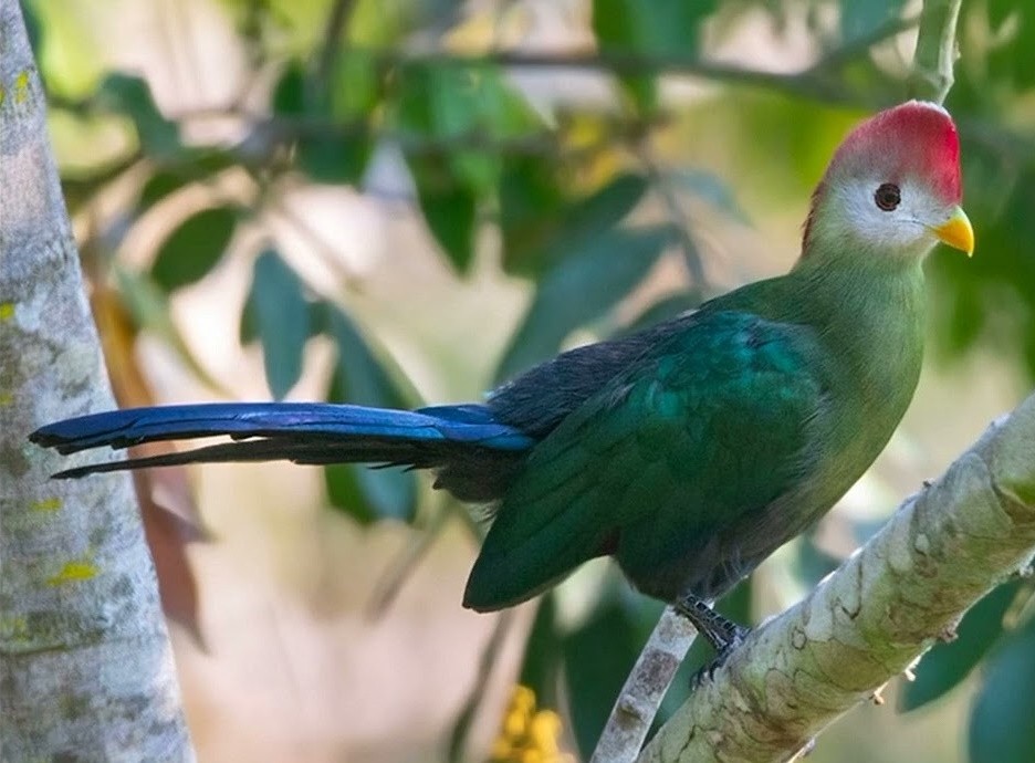 turaco-de-crista-vermelha