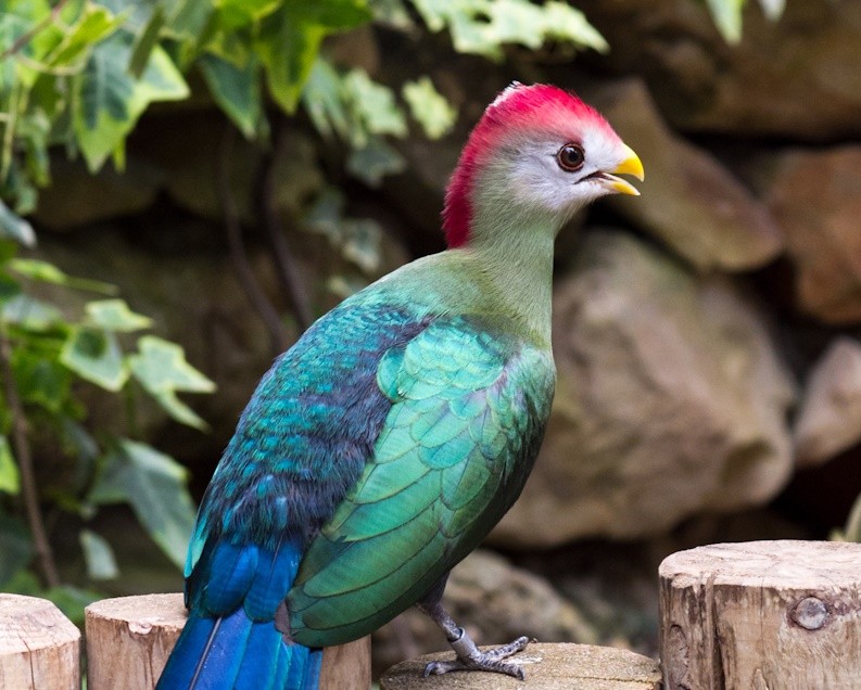 turaco-de-crista-vermelha