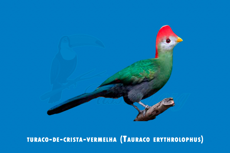 turaco-de-crista-vermelha ( tauraco erythrolophus )