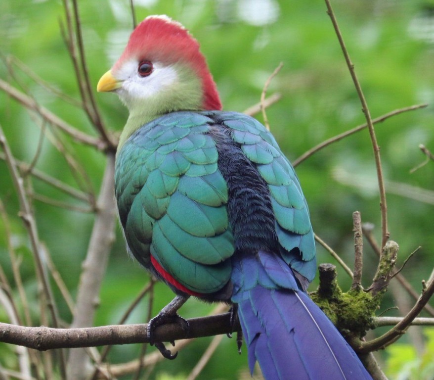 turaco-de-crista-vermelha