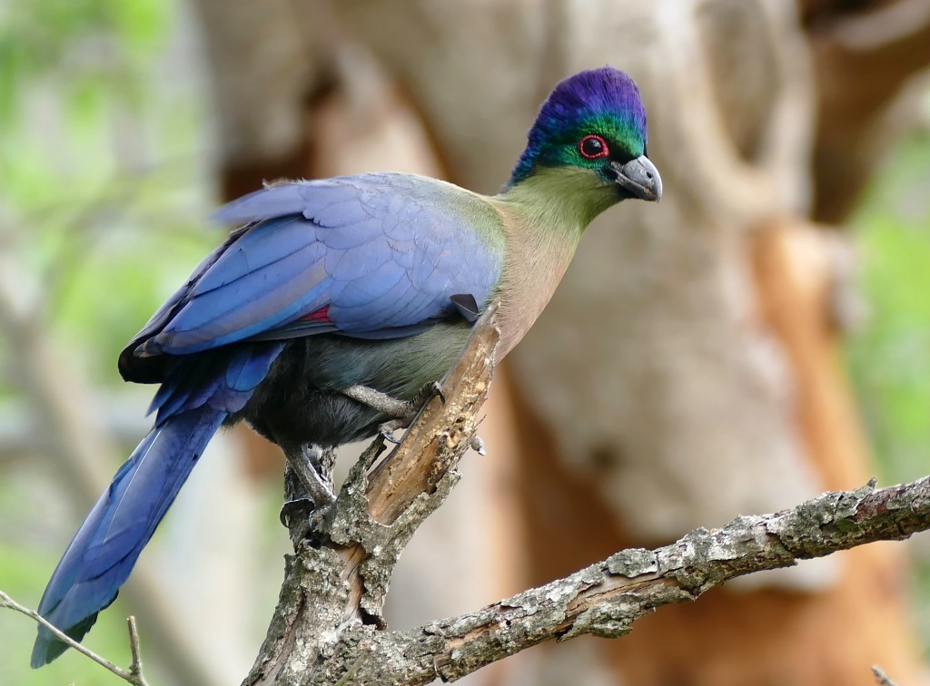 turaco-de-crista-violeta