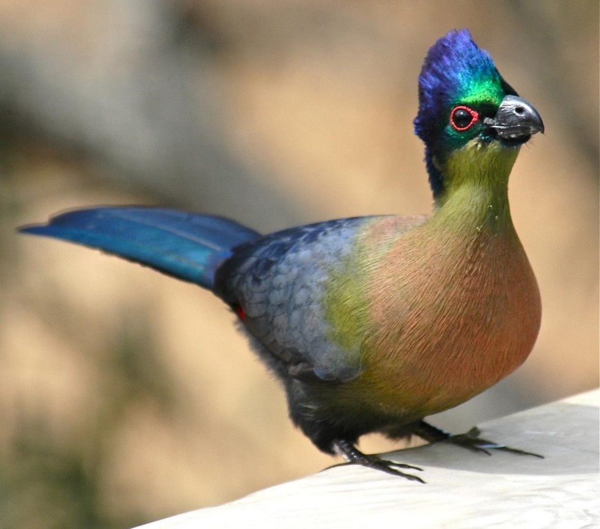 turaco-de-crista-violeta