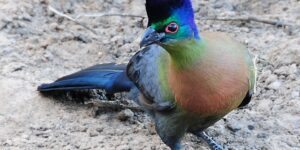 turaco-de-crista-violeta