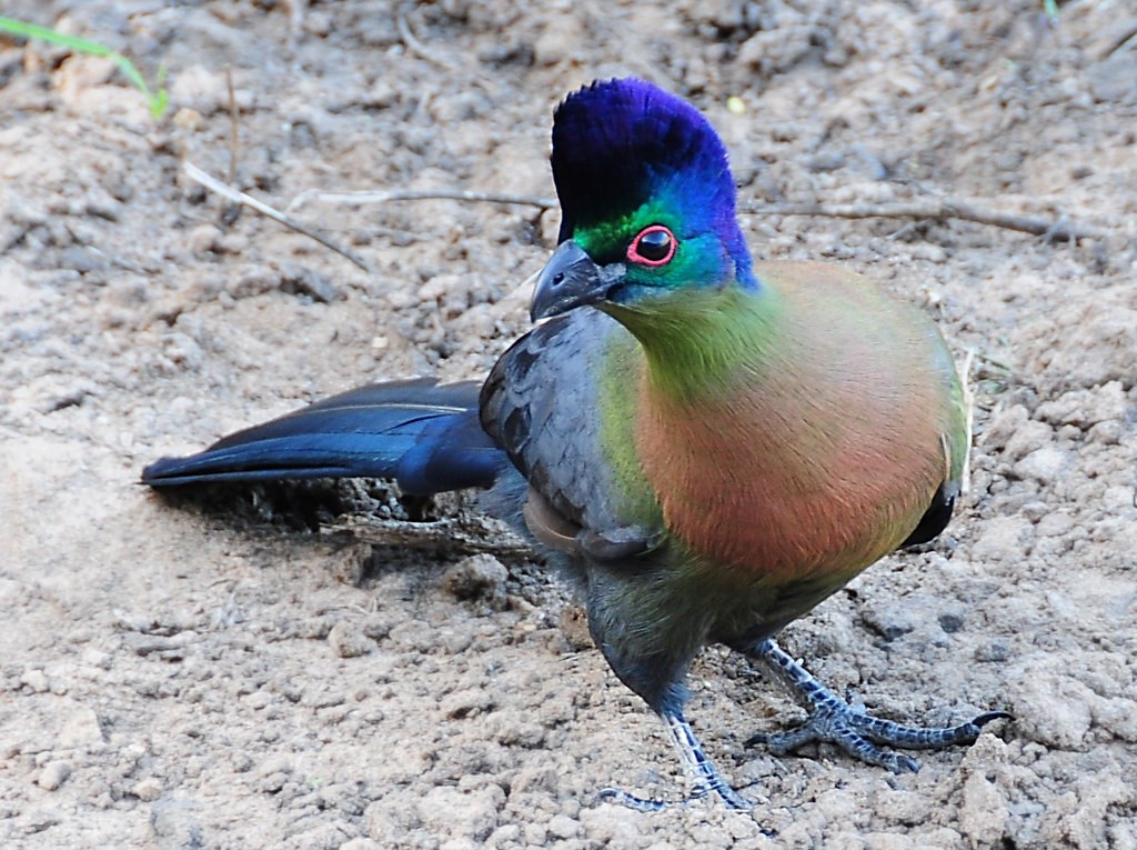 turaco-de-crista-violeta