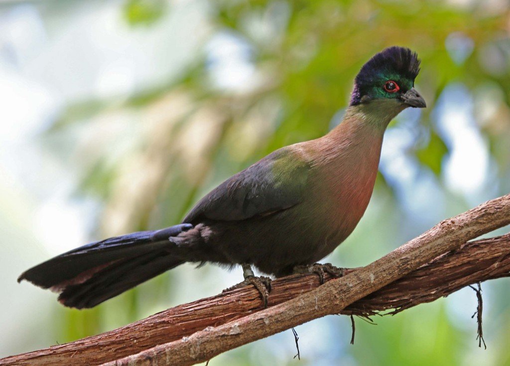 turaco-de-crista-violeta