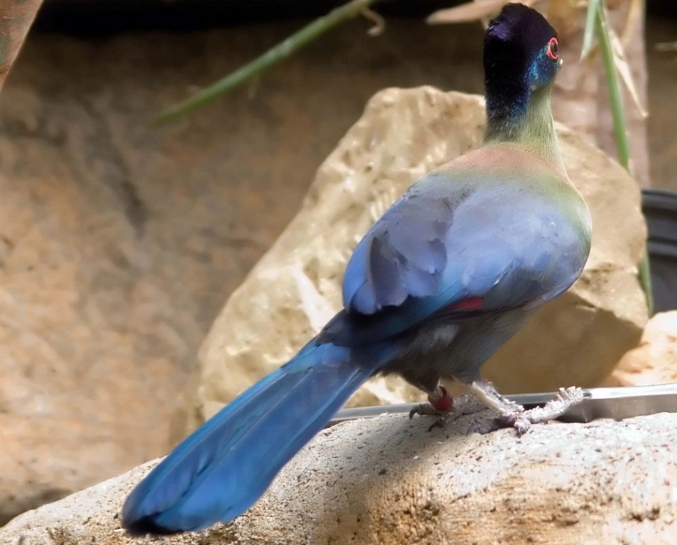 turaco-de-crista-violeta