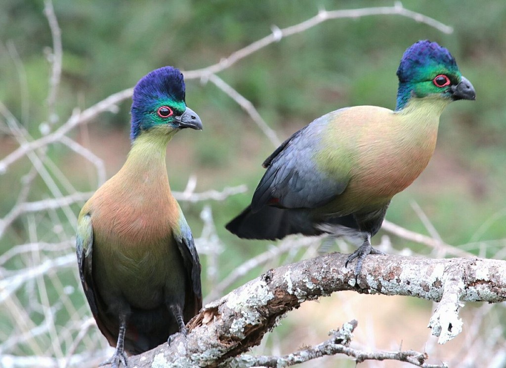 turaco-de-crista-violeta