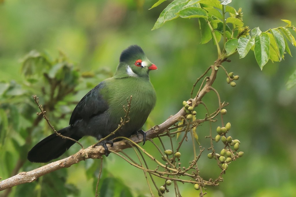 turaco-de-faces-brancas