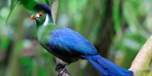 turaco-de-faces-brancas