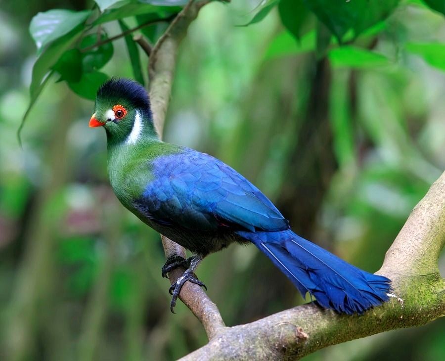 turaco-de-faces-brancas