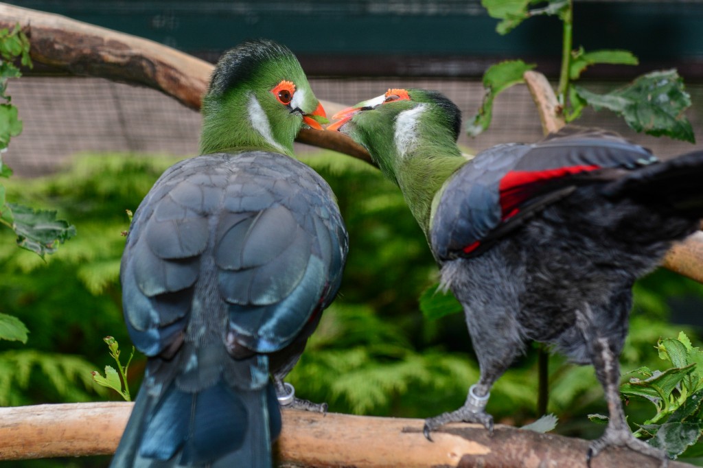 turaco-de-faces-brancas