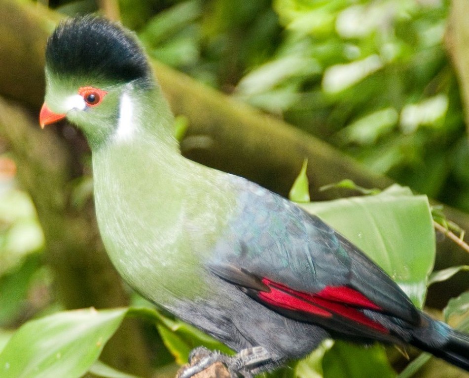 turaco-de-faces-brancas