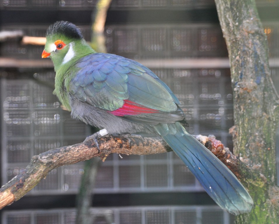 turaco-de-faces-brancas