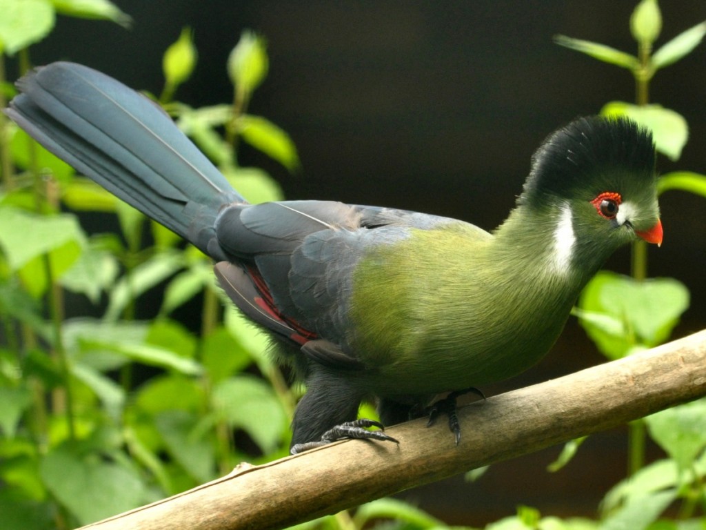 turaco-de-faces-brancas