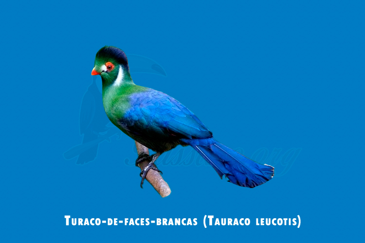 turaco-de-faces-brancas ( tauraco leucotis )