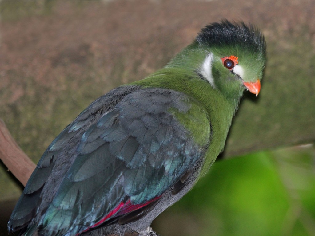 turaco-de-faces-brancas