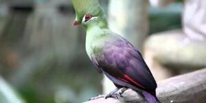 turaco-de-knysna