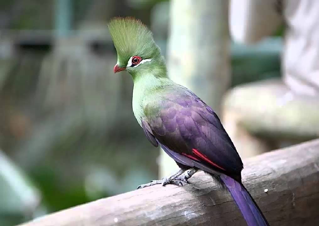 turaco-de-knysna