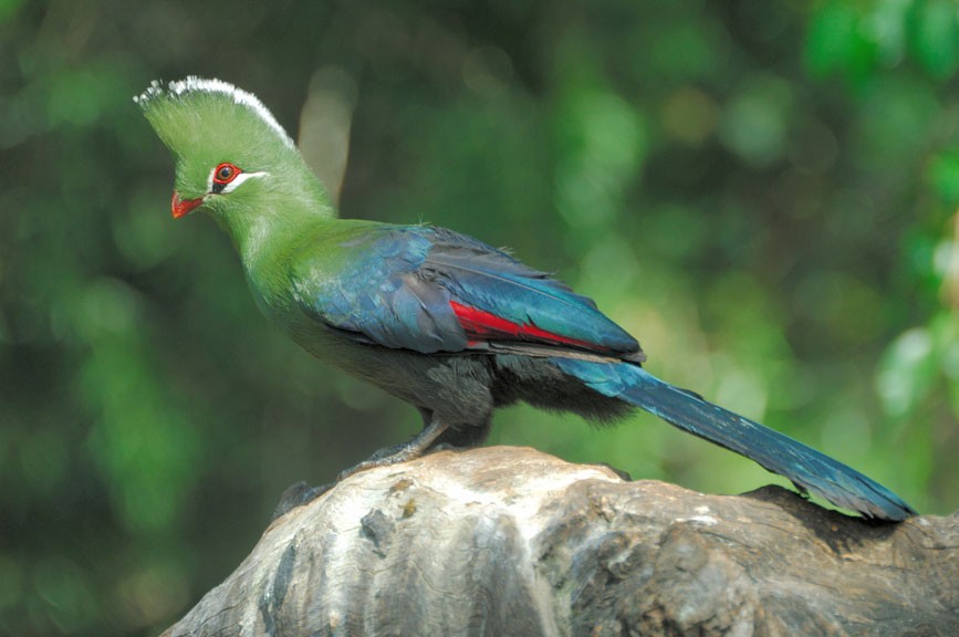 turaco-de-knysna