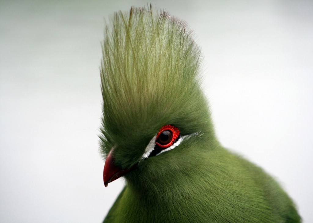  turaco-de-knysna