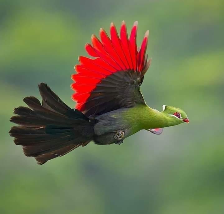  turaco-de-knysna