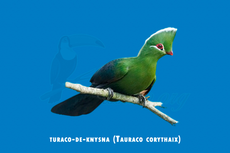 turaco-de-knysna (tauraco corythaix)