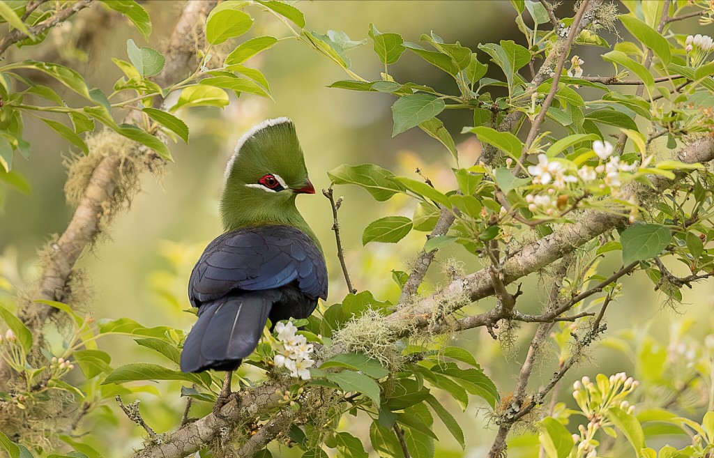 turaco-de-knysna