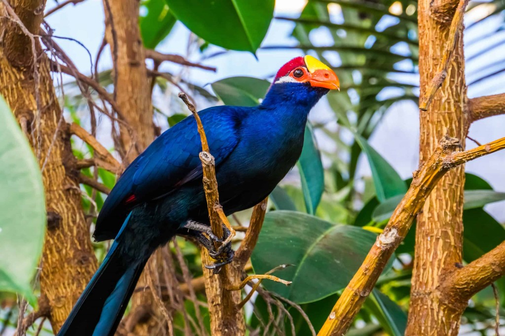 turaco-de-ross