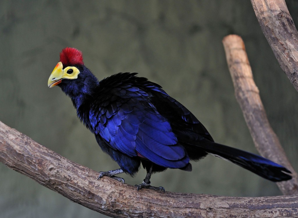 turaco-de-ross