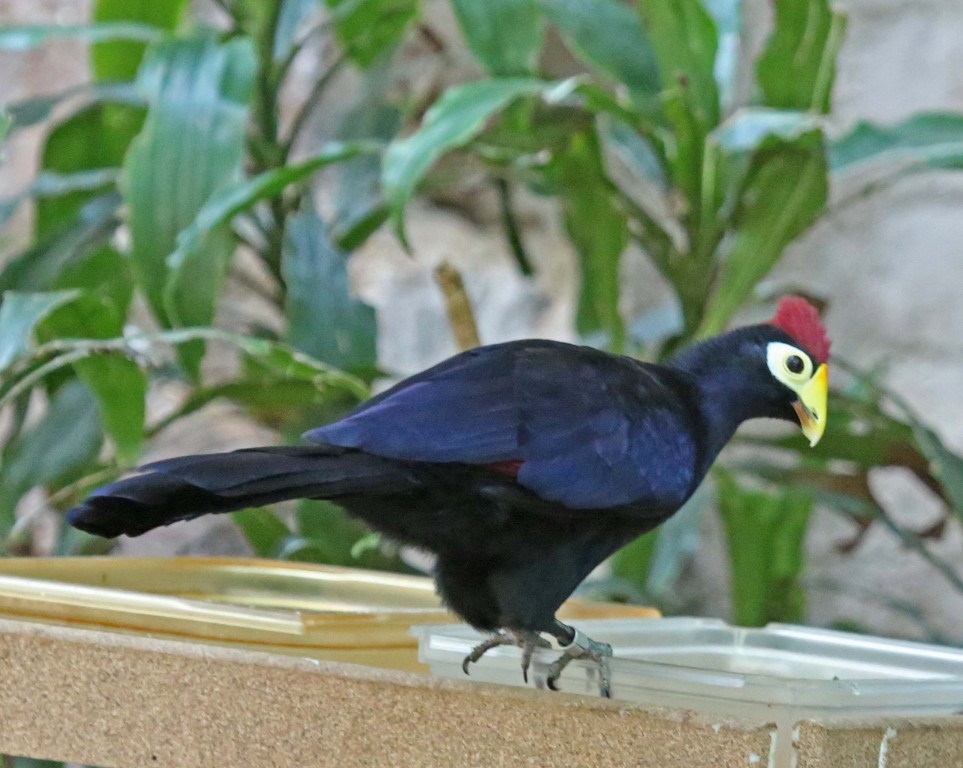 turaco-de-ross