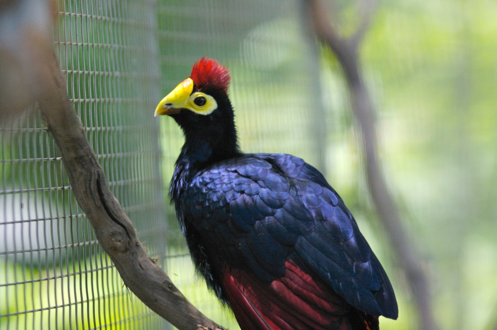 turaco-de-ross