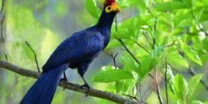 turaco-de-ross