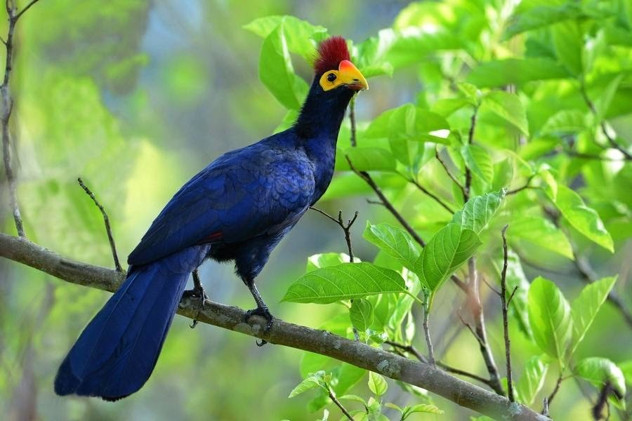 turaco-de-ross