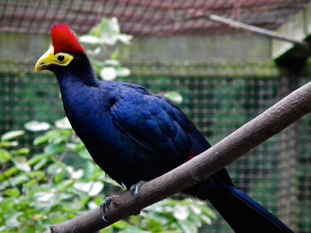 turaco-de-ross