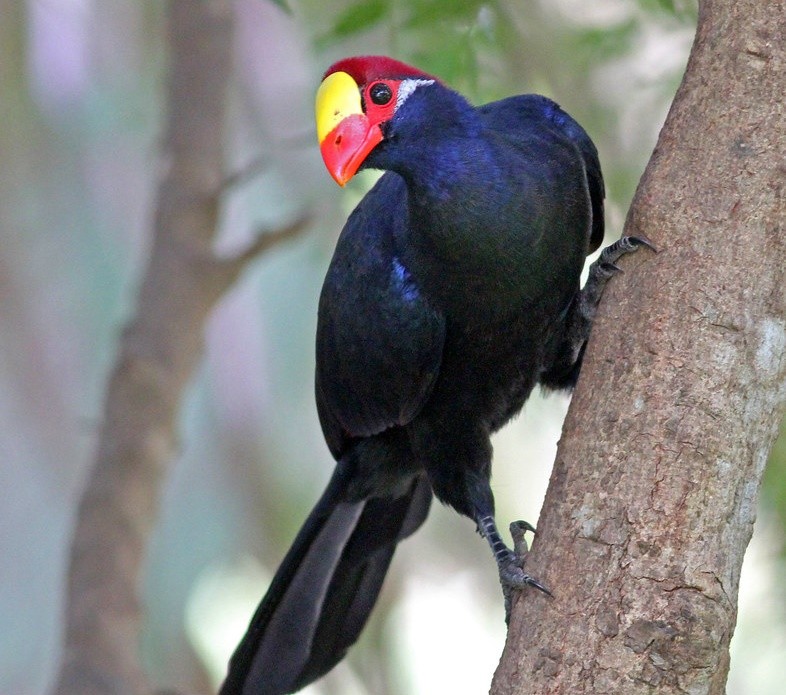 turaco-de-ross