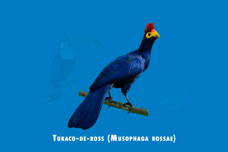 turaco-de-ross (musophaga rossae)