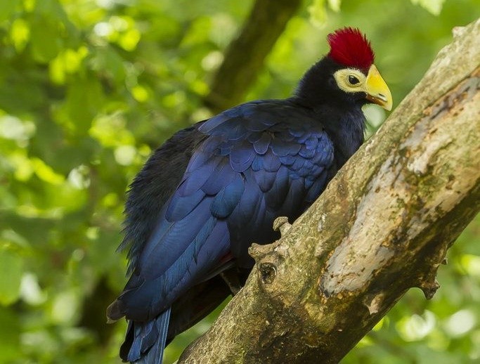 turaco-de-ross