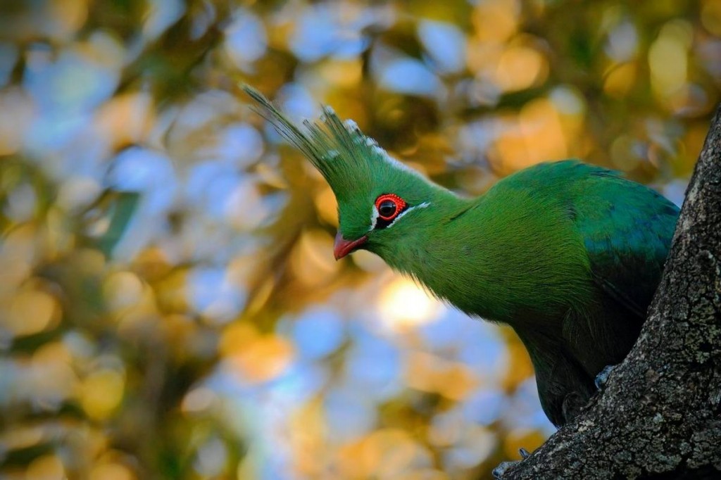 turaco-de-schalow