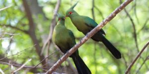 turaco-de-schalow