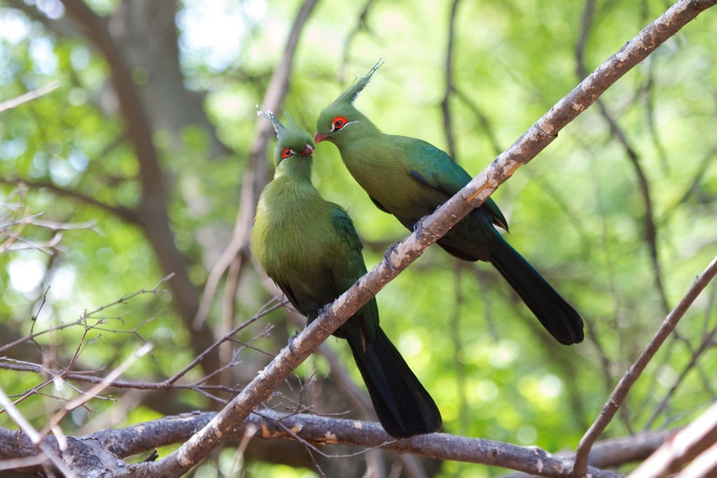 turaco-de-schalow