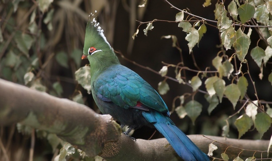 turaco-de-schalow