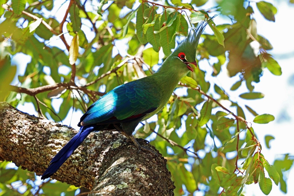 turaco-de-schalow