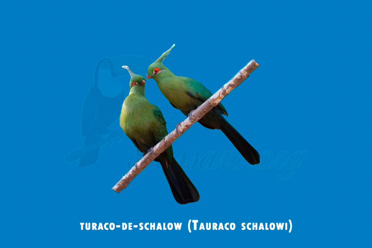 turaco-de-schalow (tauraco schalowi)