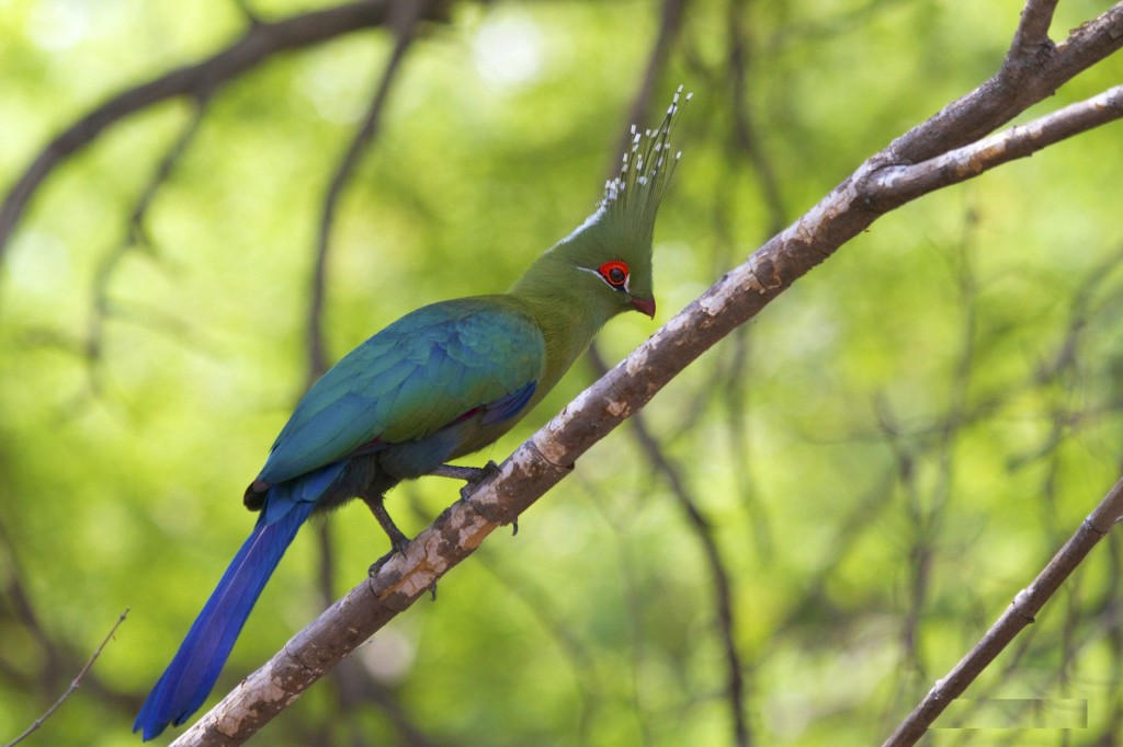 turaco-de-schalow